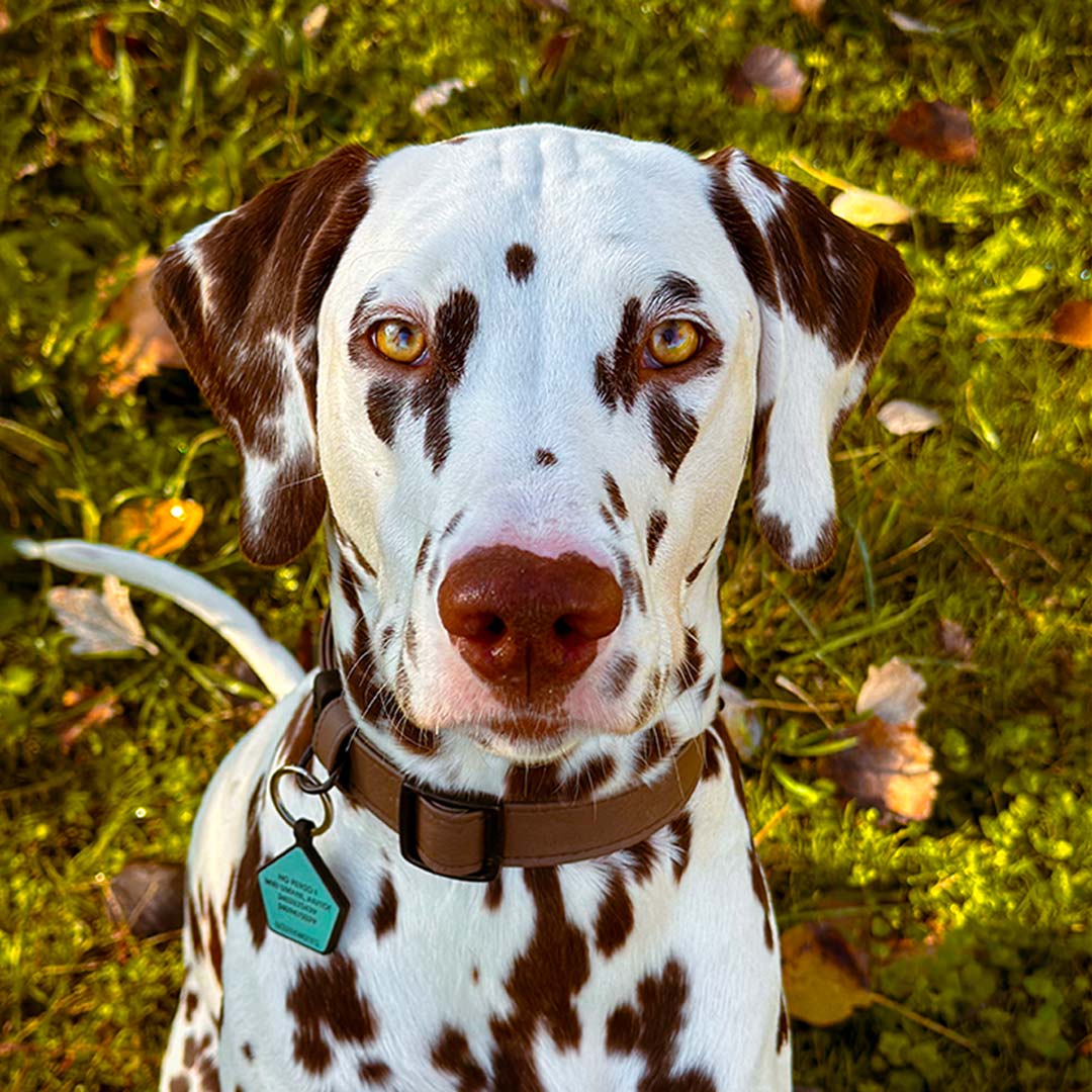 Achetez en gros Laisse Pour Animaux De Compagnie Petit Chien Macaron  Silicone Collier De Chien étanche Chine et Laisse Chien à 3.29 USD