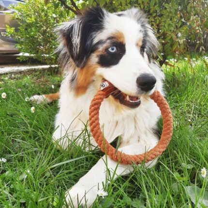 Jouet chien SPIN anneau en coton