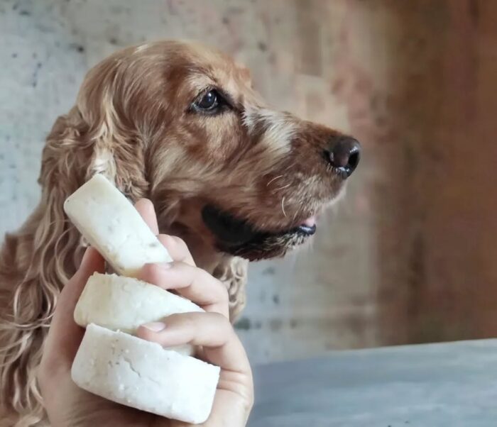 Shampoing solide naturel pour chiens