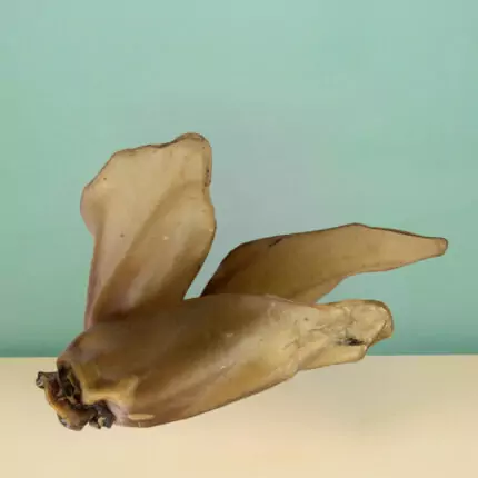 Oreilles de boeuf séchées Friandises à mâcher longue durée