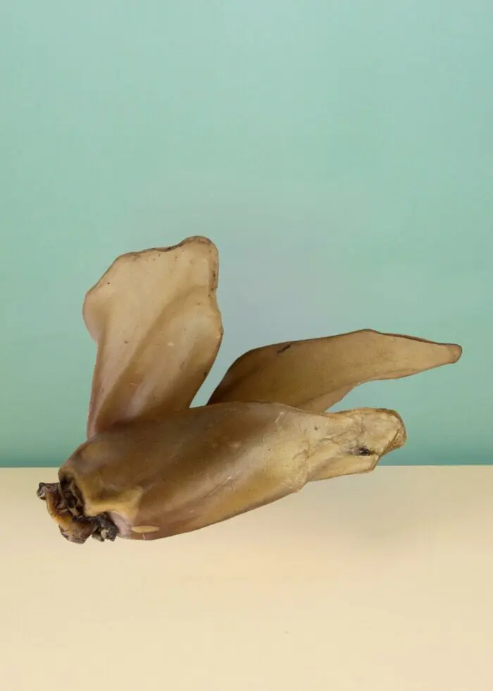 Oreilles de boeuf séchées Friandises à mâcher longue durée